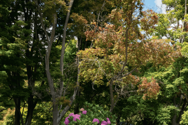 Garden City Blooms